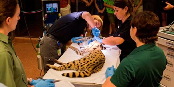 2017_buschgardenstampabay_animal_attractions_animal_care_center_media3_740x442