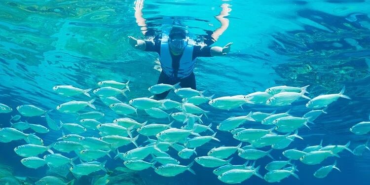 750x422-dco-2024-the-grand-reef-school-of-fish