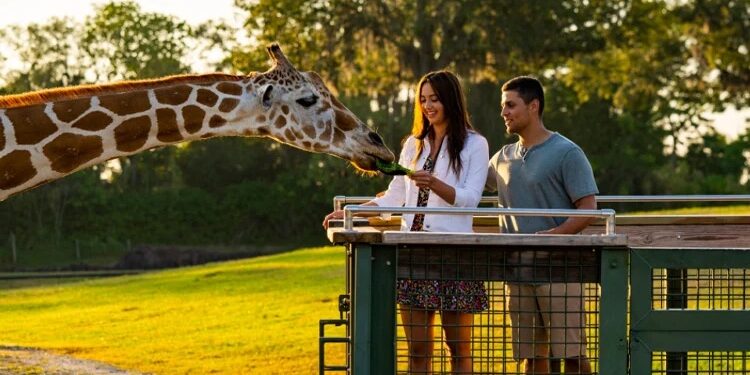 750x442-bgt-tours-serengetisafari-3