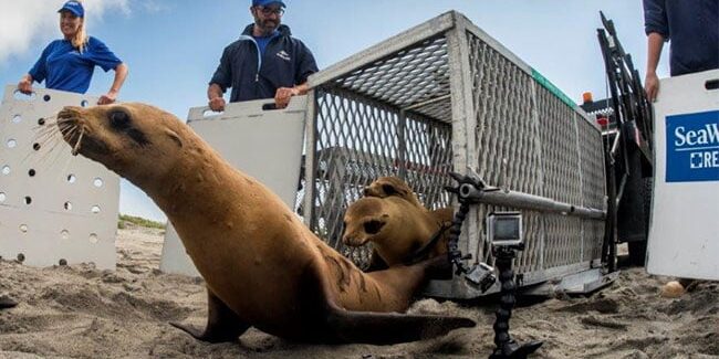 Sea-Lion-Beach-Release_650x410