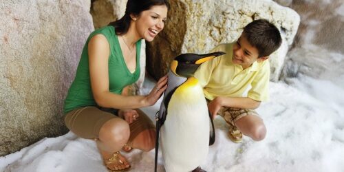 penguinonceproduct